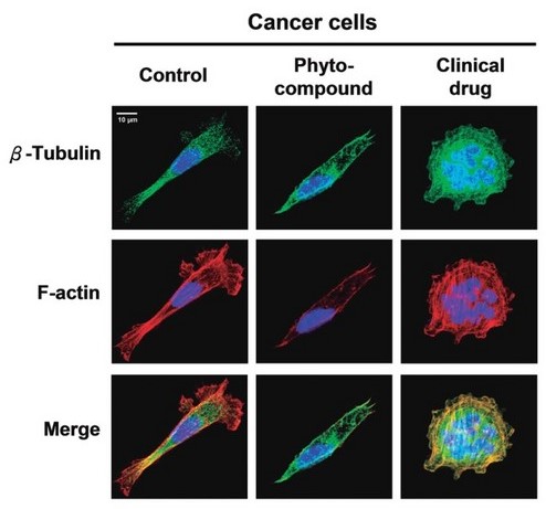 Cell-based assay in phytomedicine research