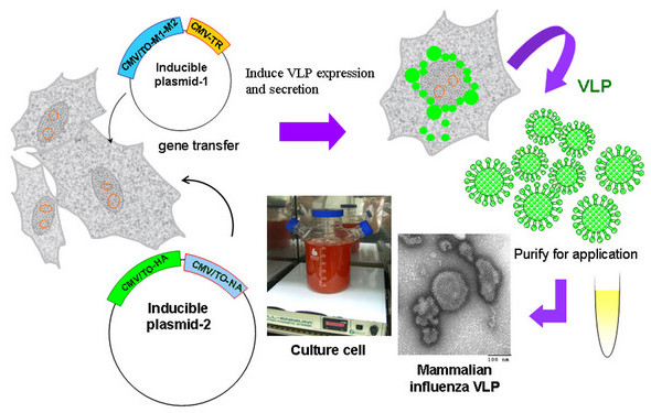 Creation of influenza VLP as platform to develop influenza vaccine