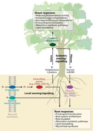 Amodel for local and systemic ohisoate sensing and associated signaling pathways in plants