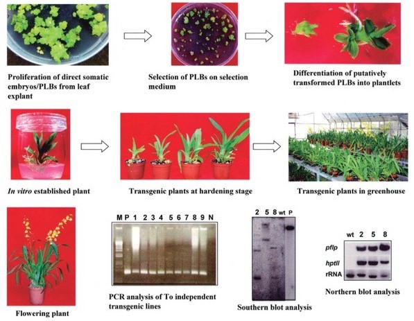 Establishment of Oncidium Agrobacterium-mediated transformation