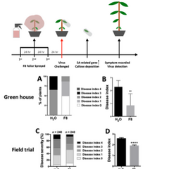 Fungal F8-Culture Filtrate Induces Tomato Resistance Against Tomato Yellow Leaf Curl Thailand Virus.