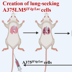 地膽草倍半萜內酯deoxyelephantopin及其衍生物 DETD-35 抑制BRAF<sup>V600E</sup>突變種黑色素瘤在小鼠體內之肺轉移相片