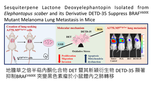 Sesquiterpene Lactone Deoxyelephantopin Isolated from Elephantopus scaber and its Derivative DETD-35 Suppress BRAF<sup>V600E</sup> Mutant Melanoma Lung Metastasis in Mice相片