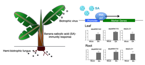 鑑定 MaWRKY40 和 MaDLO1 作為追踪香蕉中水楊酸介導的免疫反應的有效標記基因相片