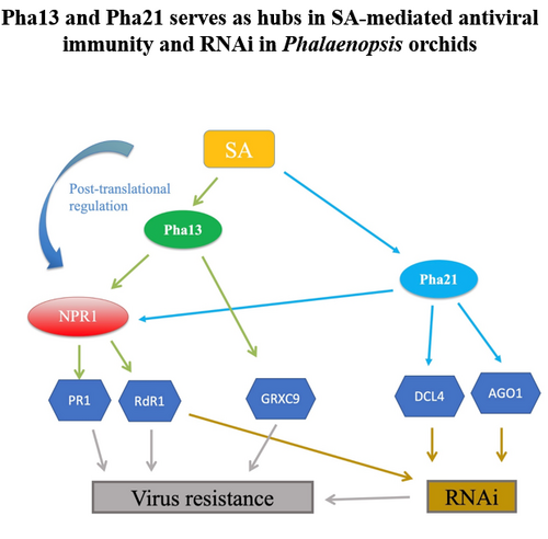 tress associated proteins coordinate the activation of comprehensive antiviral immunity in Phalaenopsis orchids相片