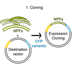 Concept of Fluorescent Transport Activity Biosensor for the Characterization of the Arabidopsis NPF1.3 Activity of Nitrate