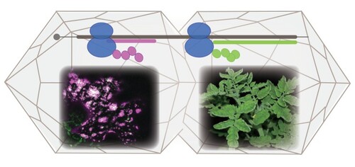 Translation initiation landscape profiling reveals hidden open reading frames required for the pathogenesis of tomato yellow leaf curl Thailand virus相片