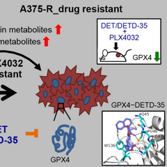 植物倍半萜內酯deoxyelephantopin (DET)和其新穎衍生物藉抑制GPX4酵素、重整代謝以及引起ferroptosis達到抑制藥性敏感或抗藥性BRAF<sup>V600E</sup>黑色素瘤生長相片