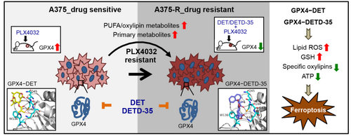 植物倍半萜內酯deoxyelephantopin (DET)和其新穎衍生物藉抑制GPX4酵素、重整代謝以及引起ferroptosis達到抑制藥性敏感或抗藥性BRAF<sup>V600E</sup>黑色素瘤生長相片