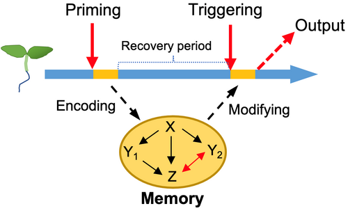 How do plants remember their stresses?相片