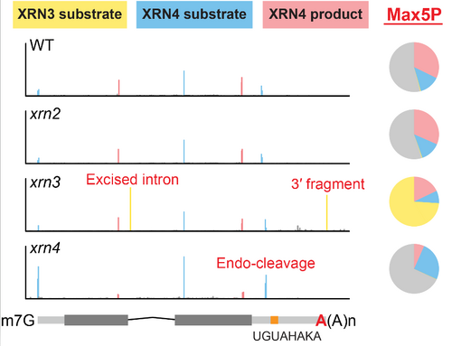解析5′-3′ 核酸外切酶如何塑造阿拉伯芥mRNA降解組相片