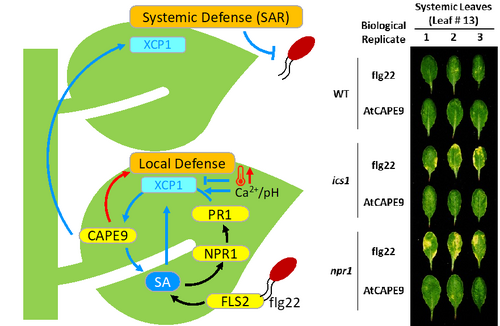 解密植物免疫系統長達五十年謎團：成功揭開致病蛋白一號（Pathogenesis-related Protein 1, PR1）之神秘面紗相片