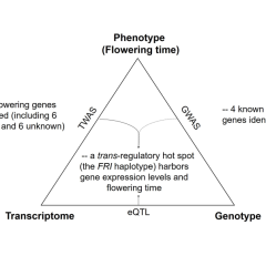 TWAS coupled with eQTL analysis reveals the genetic connection between gene expression and flowering time in Arabidopsis