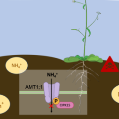 CIPK15-mediated inhibition of NH4+transport protects Arabidopsis from submergence