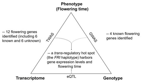 結合全轉錄體關聯性與表現數量性狀基因座之分析以揭示了阿拉伯芥基因表達與開花的遺傳聯繫性相片
