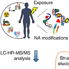A Novel Adductomics Workflow Incorporating FeatureHunter Software: Rapid Detection of Nucleic Acid Modifications for Studying the Exposome