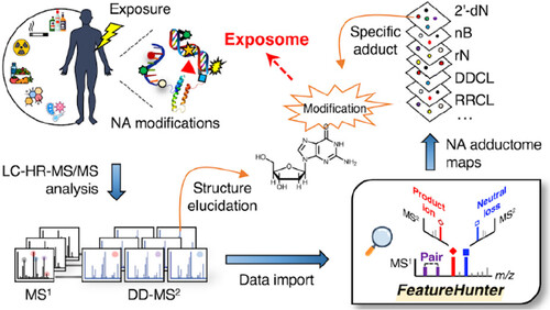 A Novel Adductomics Workflow Incorporating FeatureHunter Software: Rapid Detection of Nucleic Acid Modifications for Studying the Exposome相片