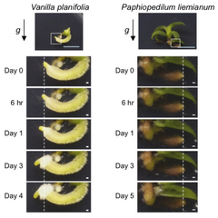 Diverse geotropic responses in the orchid family