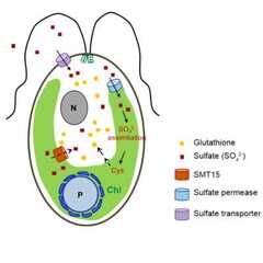 A chloroplast sulphate transporter modulates glutathione-mediated redox cycling to regulate cell division