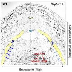 Maternal effect contributes to grain-filling defects of Ospho1;2 rice mutants