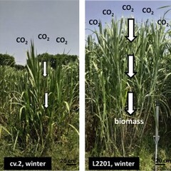 耐寒、高產的象草L2201：淨零碳排與綠能農業的關鍵品系相片