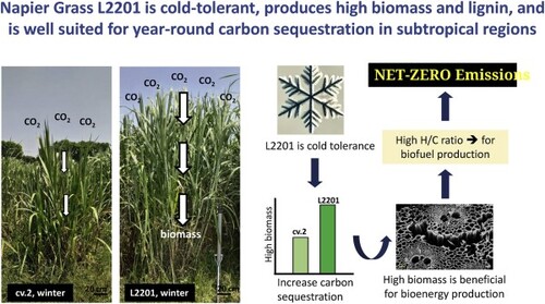 耐寒、高產的象草L2201:淨零碳排與綠能農業的關鍵品系相片 耐寒、高產的象草L2201:淨零碳排與綠能農業的關鍵品系相片