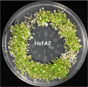 A Heat-Inducible Transcription Factor, HsfA2, Is Required for Extension of Acquired Thermotolerance in Arabidopsis