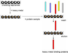 Proteomic survey of copper-binding proteins in Arabidopsis roots by immobilized metal affinity chromatography and mass spectrometry