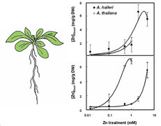 Genes Associated with Heavy Metal Tolerance and Accumulation in Zn/Cd Hyperaccumulator Arabidopsis halleri: A Genomic Survey with cDNA Microarray