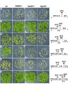 A Heat-Inducible Transcription Factor, HsfA2, Is Required for Extension of Acquired Thermotolerance in Arabidopsis