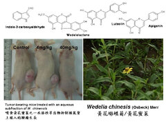 Compounds from Wedelia chinensis synergistically suppress androgen activity and growth in prostate cancer cells