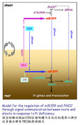 Regulatory Network of MicroRNA399 and PHO2 by Systemic Signaling