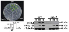 Temperature-induced lipocalin is required for basal and acquired thermotolerance in Arabidopsis