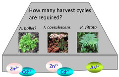 Model Evaluation of the Phytoextraction Potential of Heavy Metal Hyperaccumulators and Non-hyperaccumulators