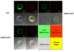 IRT3 is a Zn-regulated plasma membrane Zn and Fe transporter