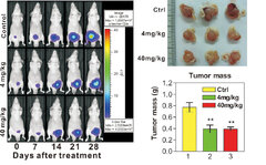 Herbal Extract of Wedelia chinensis Attenuates Androgen Receptor Activity and Orthotopic Growth of Prostate Cancer in Nude Mice