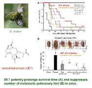Deoxyelephantopin, a novel multifunctional agent, suppresses mammary tumor growth and lung metastasis and doubles survival time in mice