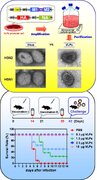 Mammalian Expression of Virus-like Particles for Advanced Mimicry of Authentic Influenza Virus