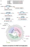 Complex Regulation of Two Target Genes Encoding SPX-MFS Proteins by Rice miR827 in Response to Phosphate Starvation