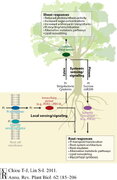 Signaling Network in Sensing Phosphate Availability in Plants