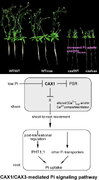 Vacuolar Ca2+/H+ Transport Activity Is Required for Systemic Phosphate Homeostasis Involving Shoot-to-Root Signaling in Arabidopsis