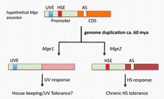 Recent gene duplication and subfunctionalization produced a mitochondrial GrpE, the nucleotide exchange factor of Hsp70 complex, specialized in thermotolerance to chronic heat stress in Arabidopsis