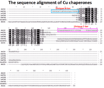 Copper chaperone antioxidant protein 1 is essential for copper homeostasis