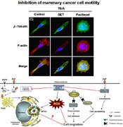 Deoxyelephantopin impedes mammary adenocarcinoma cell motility by inhibiting calpain-mediated adhesion dynamics and inducing reactive oxygen species and aggresome formation
