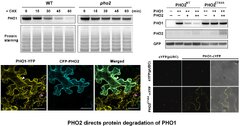 PHO2-Dependent Degradation of PHO1 Modulates Phosphate Homeostasis in Arabidopsis