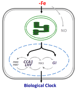 Iron is involved in maintenance of circadian period length in Arabidopsis