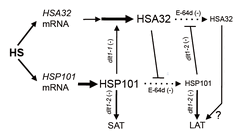 熱休克蛋白HSP101和HSA32的交互作用延長阿拉伯芥對熱馴化的記憶