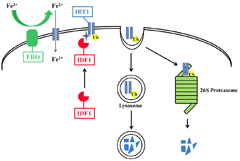 IRT1 DEGRADATION FACTOR1, a RING E3 ubiquitin ligase, regulates the degradation of IRON-REGULATED TRANSPORTER1 in Arabidopsis