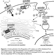 NITROGEN LIMITATION ADAPTATION, a Target of MicroRNA827, Mediates Degradation of Plasma Membrane–Localized Phosphate Transporters to Maintain Phosphate Homeostasis in Arabidopsis