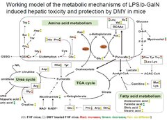 A plant kavalactone desmethoxyyangonin prevents inflammation and fulminant hepatitis in mice